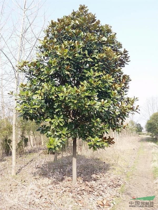 大量供應(yīng)紫葉李