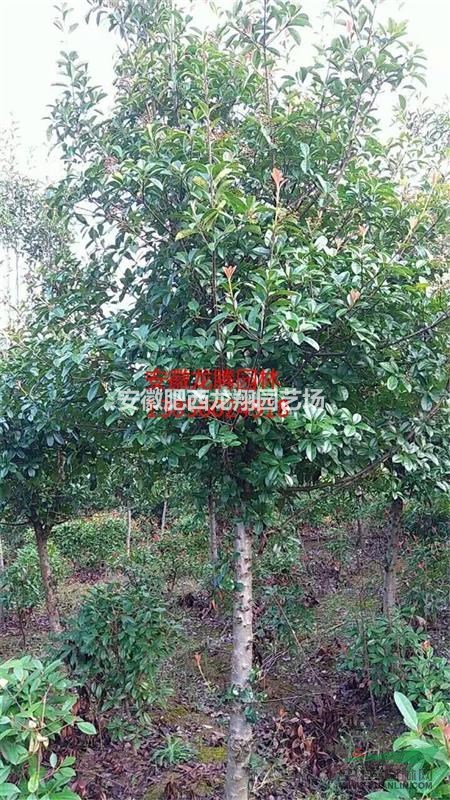 供應安徽欏木石楠、合肥欏木石楠價格、肥西欏木石楠價格