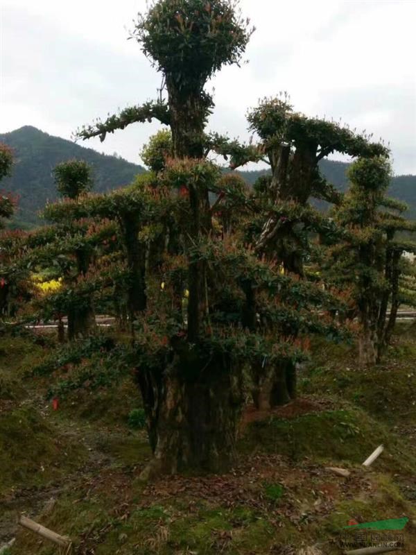 湖南造型欏木石楠