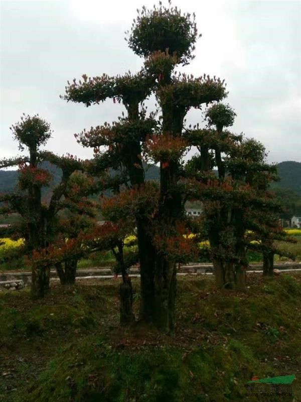 湖南造型欏木石楠