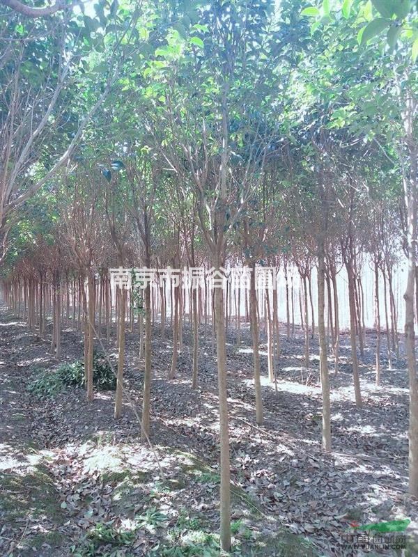 南京地區(qū)供應(yīng)5公分大葉女貞