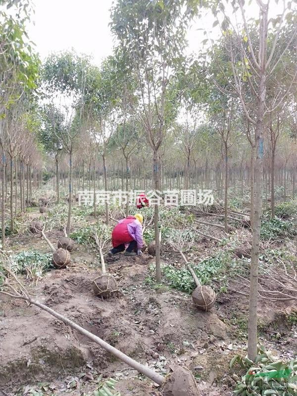 南京地區(qū)供應(yīng)5公分大葉女貞