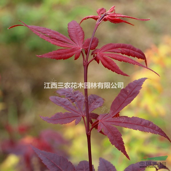 百日紅楓，全年紅葉300天，種植不過(guò)時(shí)