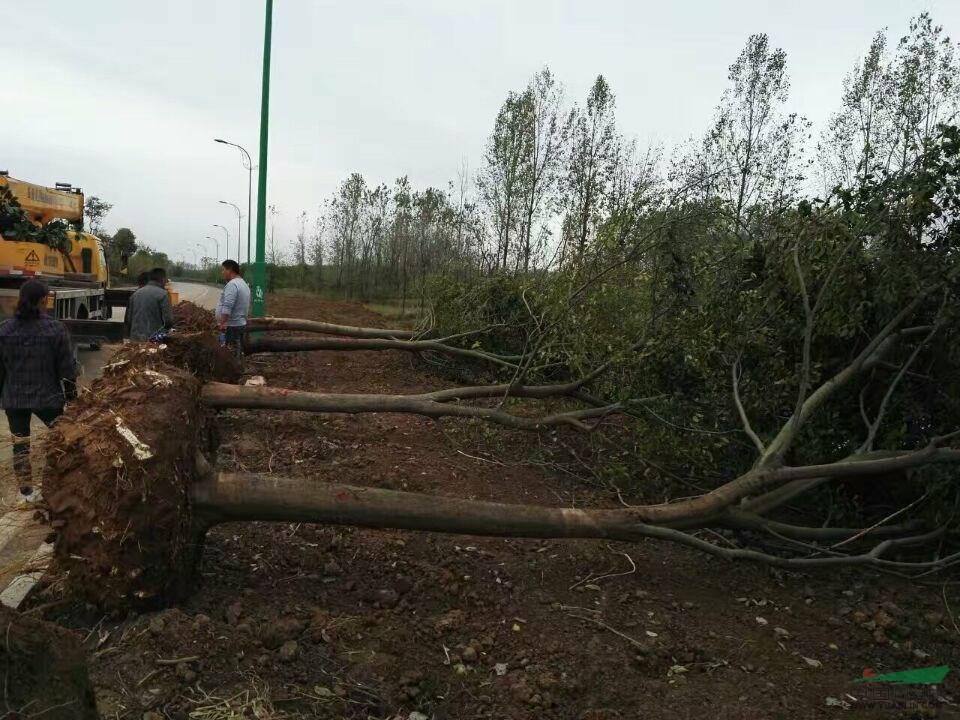 江蘇批發(fā) 樸樹小苗 大規(guī)格樸樹 櫸樹，規(guī)格齊全量大優(yōu)惠