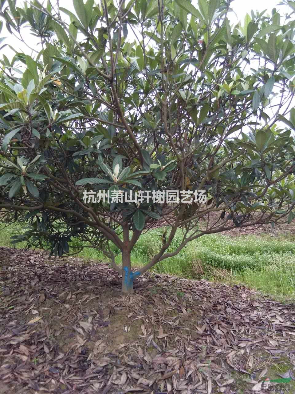 浙江地區(qū)供應地徑5-12公分枇杷