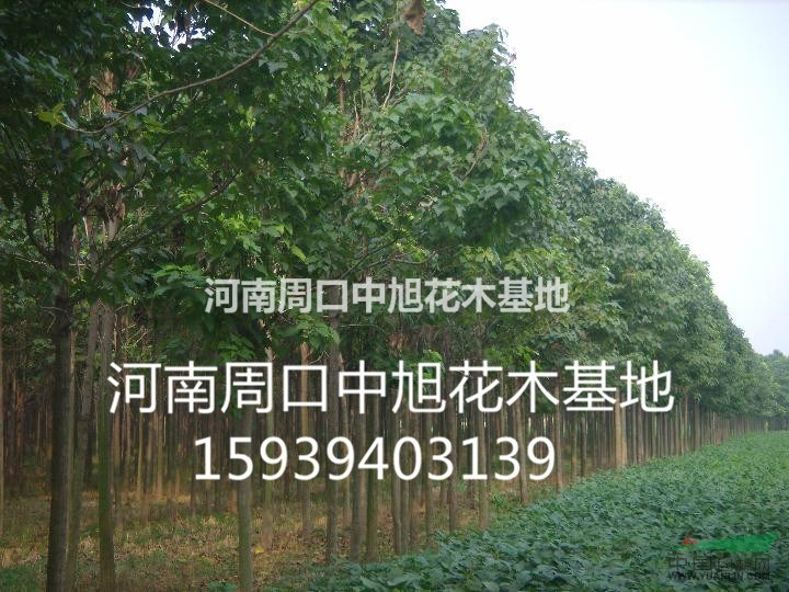 大量供應(yīng)3/4/5 公分楸樹