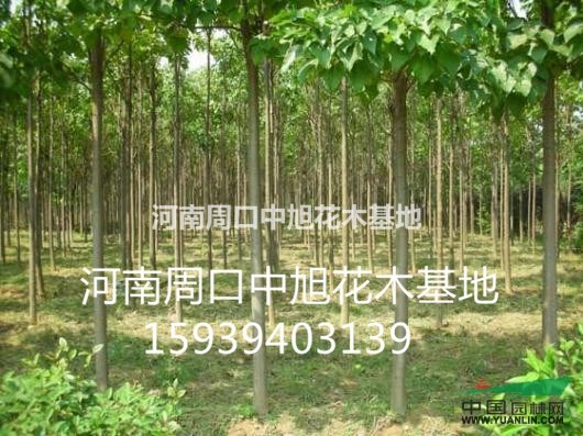大量供應(yīng)3/4/5 公分楸樹