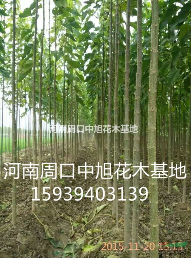 苗圃大量供應5公分楸樹苗