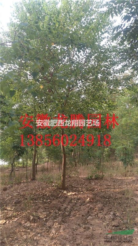 安徽肥西烏桕、紅葉烏桕、肥西烏桕價格、安徽烏桕基地