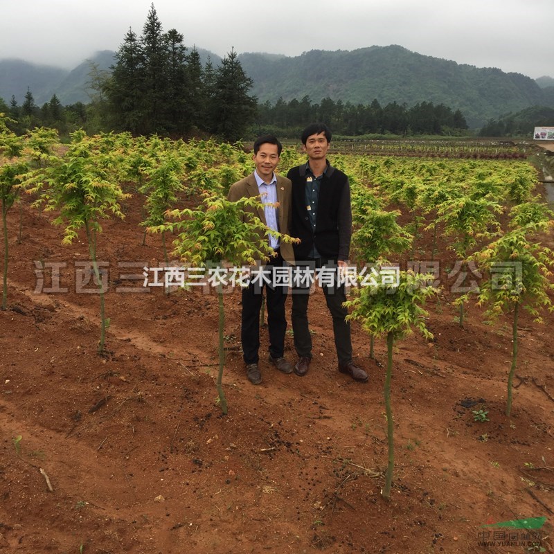 10公分12公分15公分橙之夢(mèng)紅楓 大規(guī)格橙之夢(mèng)紅楓報(bào)價(jià) 