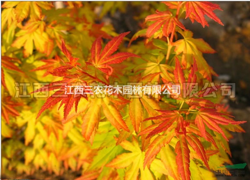 10公分12公分15公分橙之夢(mèng)紅楓 大規(guī)格橙之夢(mèng)紅楓報(bào)價(jià) 