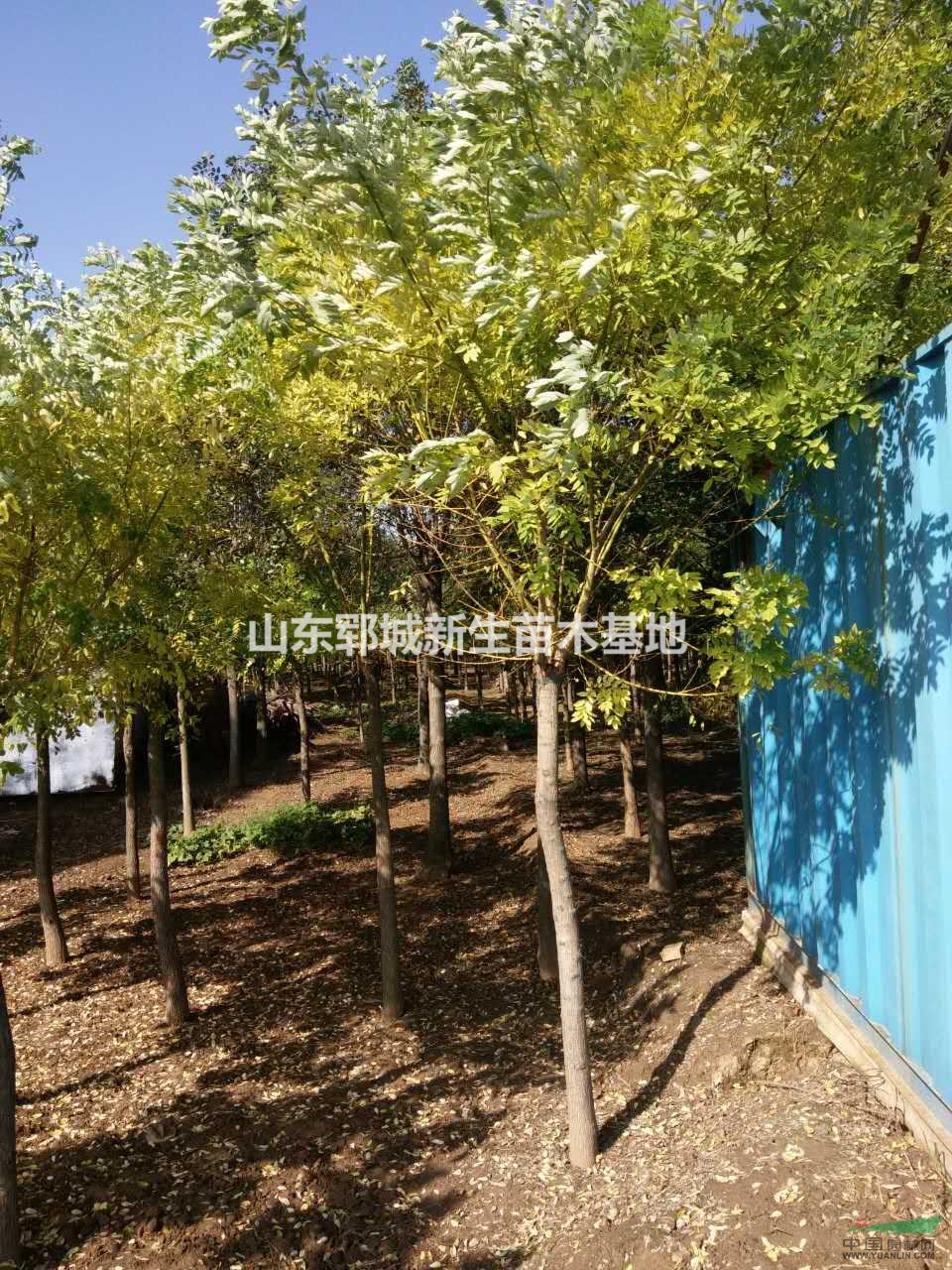 最新：9公分金枝槐 金葉槐 黃金槐價(jià)格