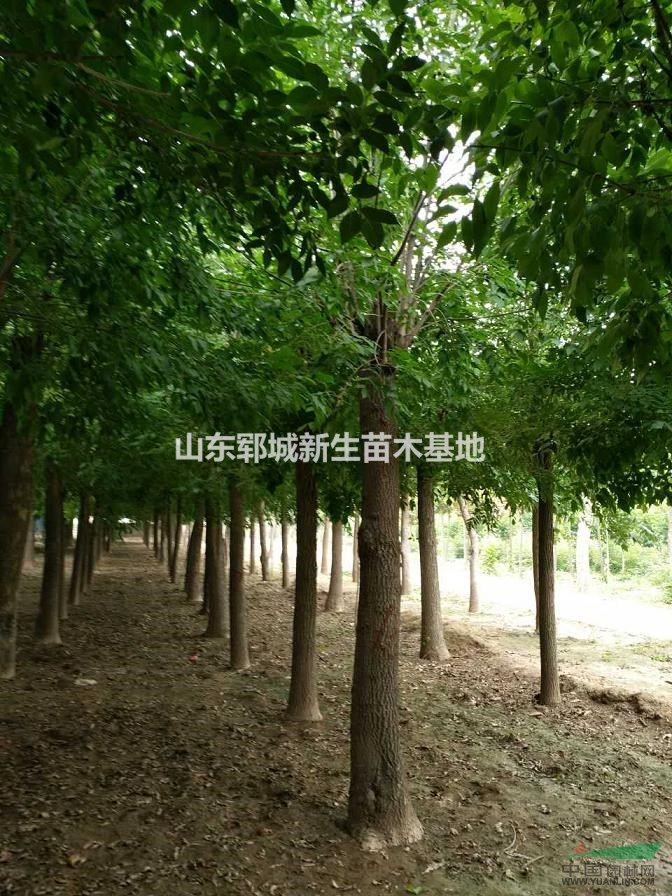 2017白蠟價格 8公分白蠟價格 速生白蠟價格
