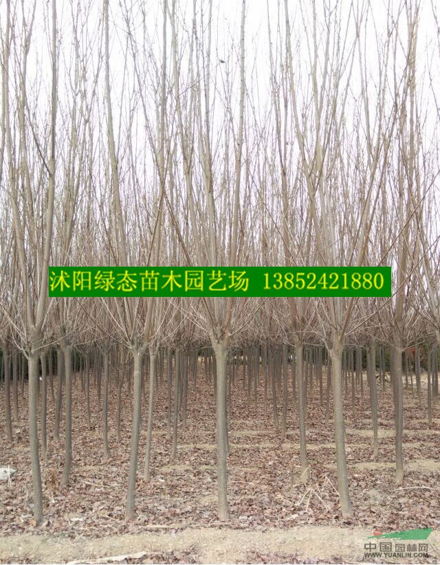 苗圃批發3公分紅葉李價格，紅葉李價格1元，規格全