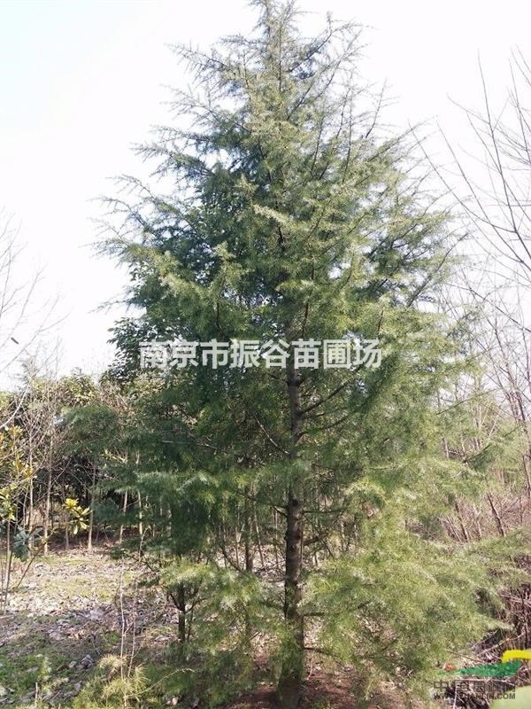 南京地區(qū)供應(yīng)18公分欏木石楠