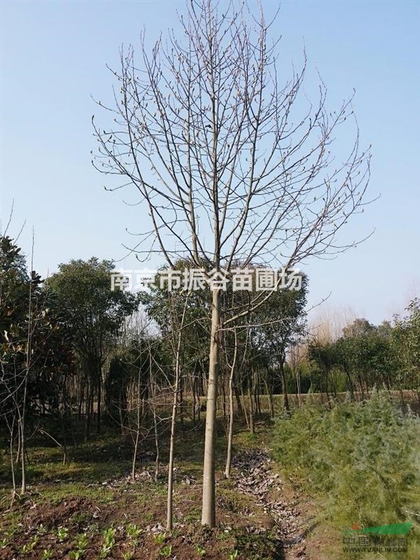 南京地區(qū)供應(yīng)18公分欏木石楠