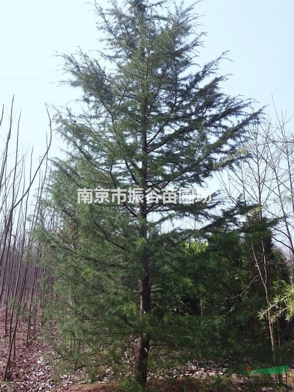 南京地區(qū)常年供應(yīng)3米雪松