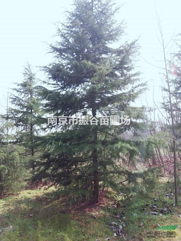 南京地區(qū)常年供應(yīng)3米雪松