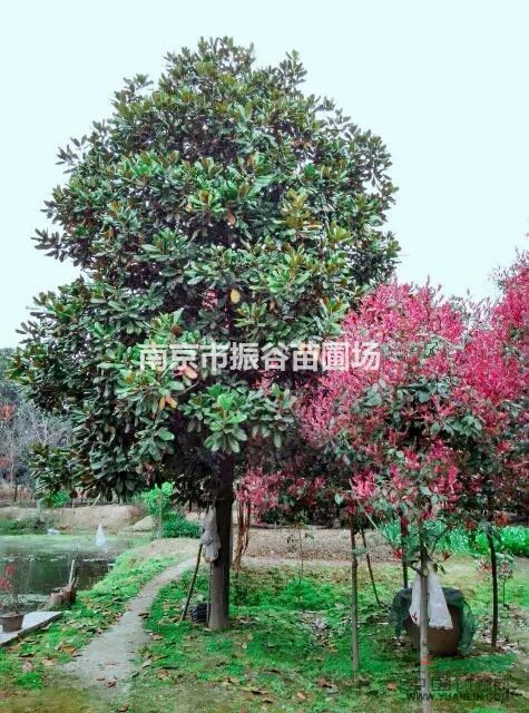 江蘇地區(qū)供應(yīng)15公分廣玉蘭