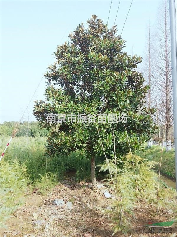 江蘇地區(qū)供應(yīng)15公分廣玉蘭