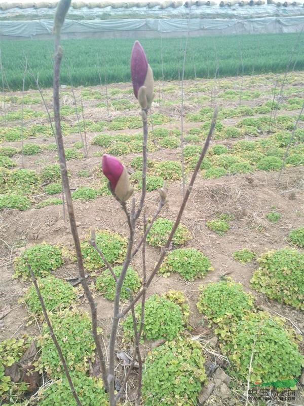 大量供應(yīng)巨紫荊小苗