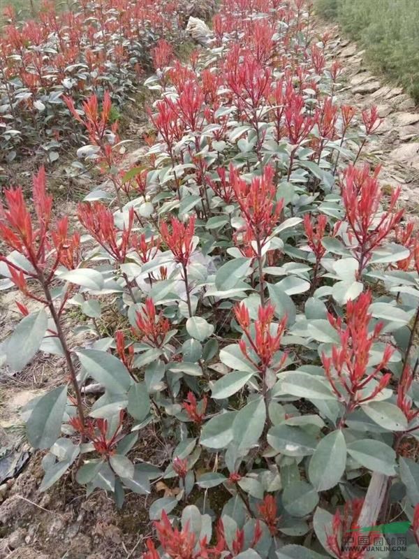 大量供應(yīng)巨紫荊小苗