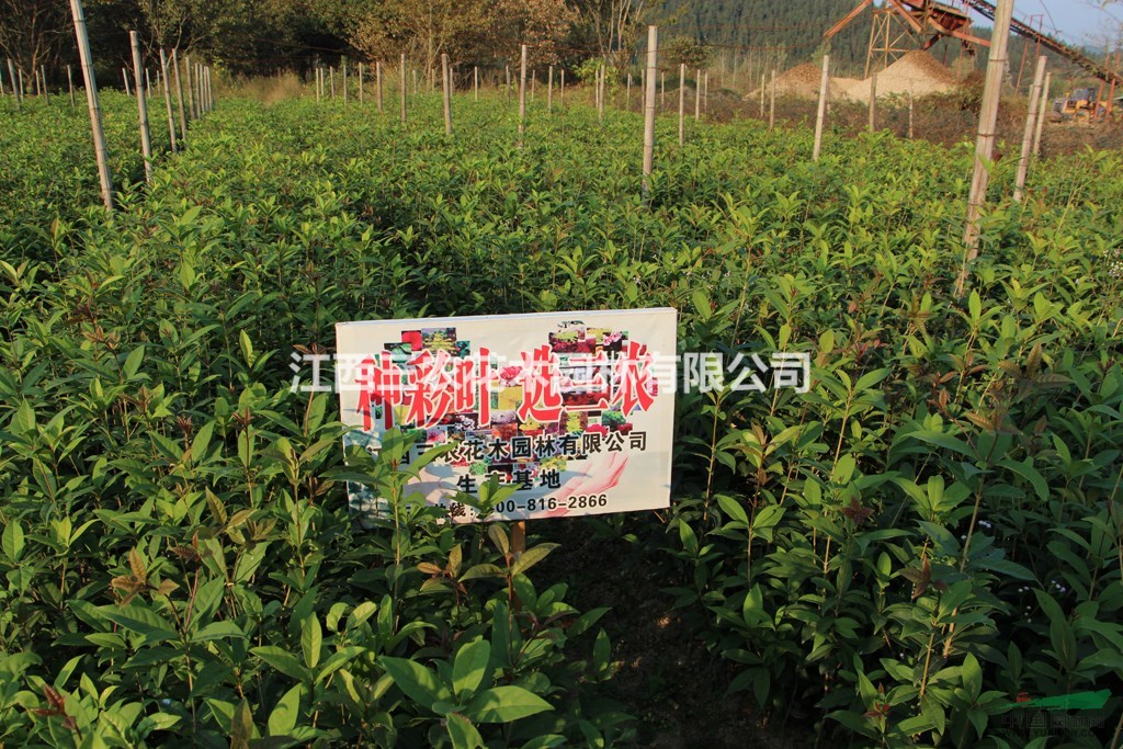 1公分桂花苗/小苗報(bào)價(jià)，上饒桂花基地好嗎