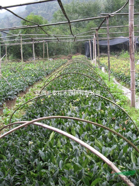 江西桂花基地的2公分桂花苗 桂花小苗價(jià)格
