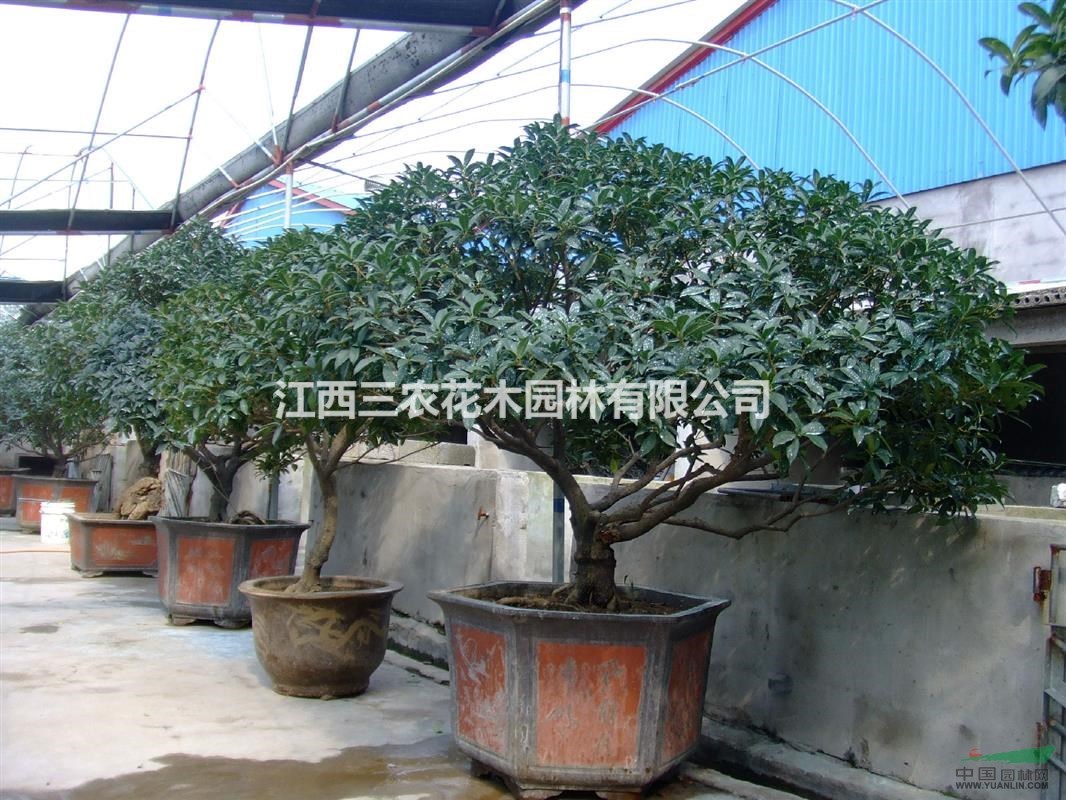 江西桂花基地的2公分桂花苗 桂花小苗價(jià)格