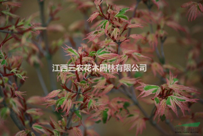 蝴蝶楓地徑10公分12公分15公分價(jià)格 日本紅楓蝴蝶楓小苗