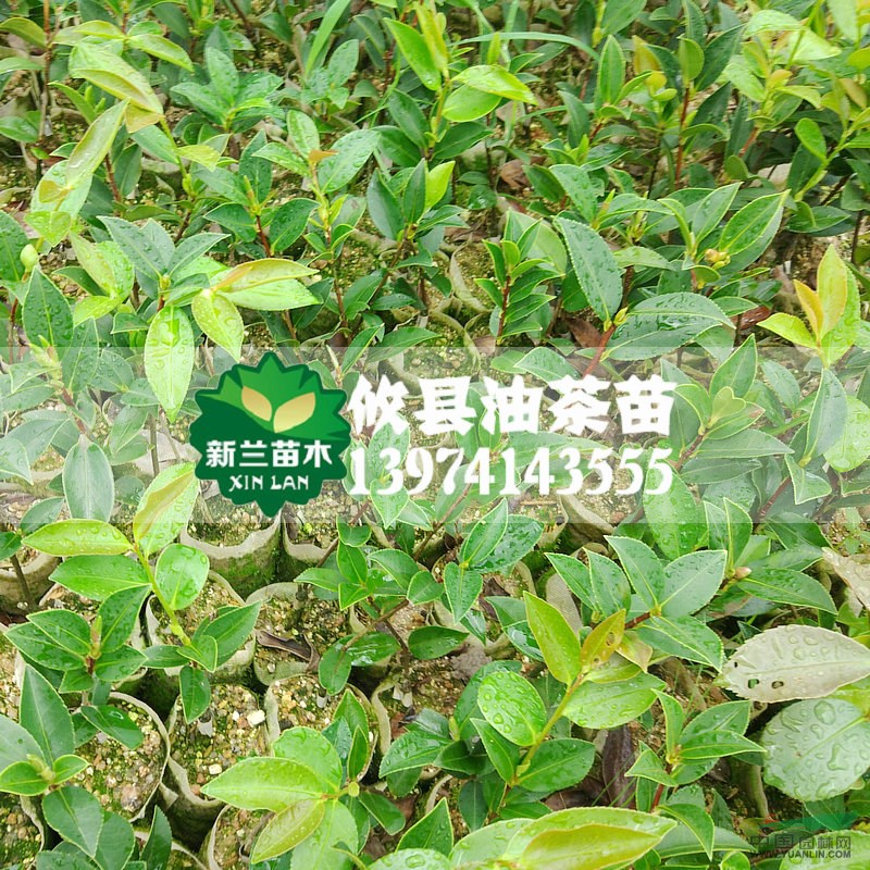 一年生輕基質(zhì)容器油茶苗8-15公分湘林/長(zhǎng)林嫁接苗