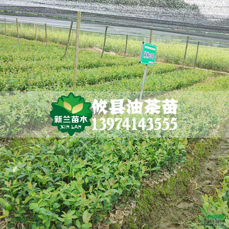 一年生輕基質(zhì)容器油茶苗8-15公分湘林/長(zhǎng)林嫁接苗