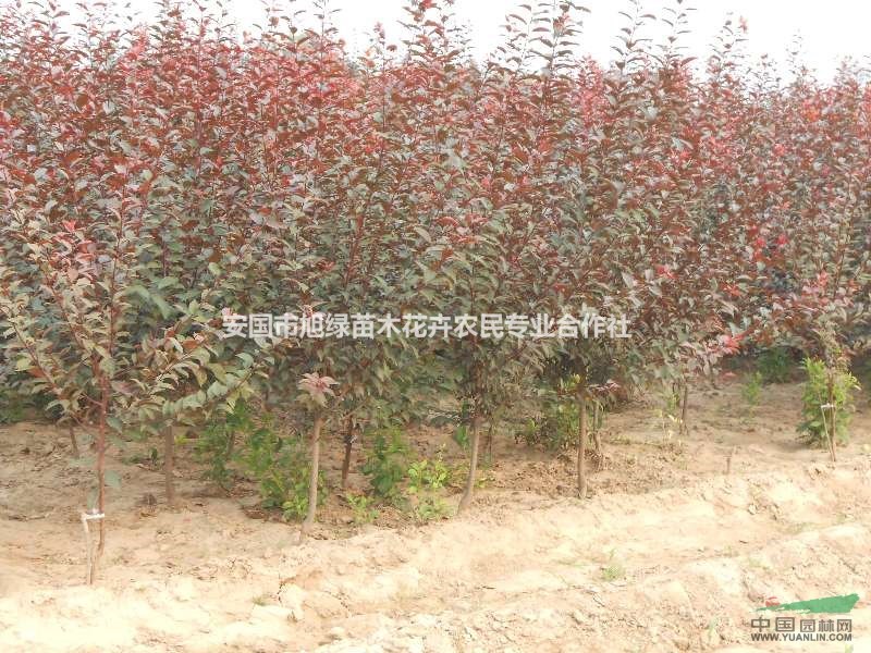 河北供应大量3-10公分红叶李