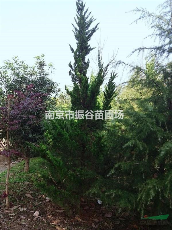 供應3米龍柏