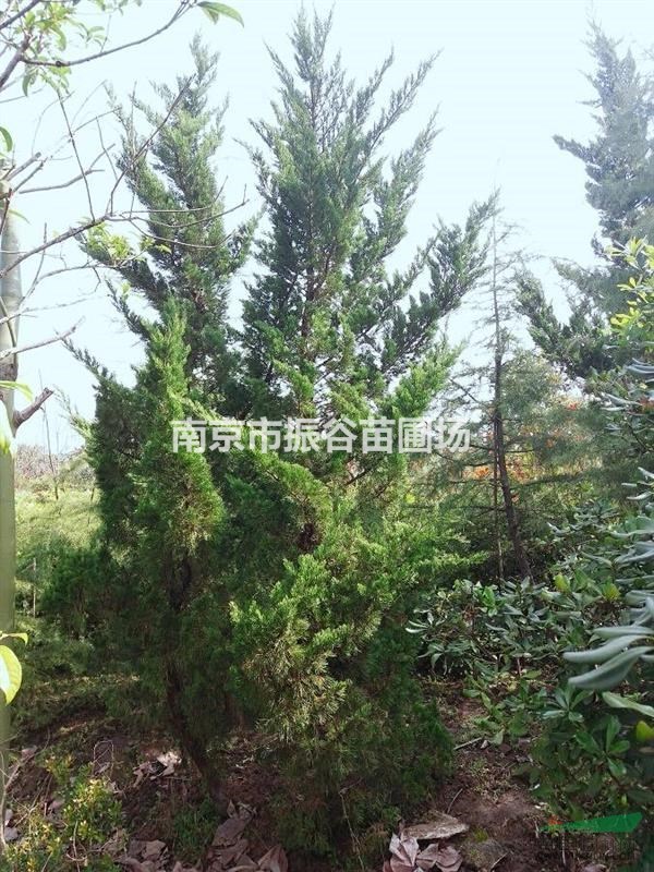 供應3米龍柏