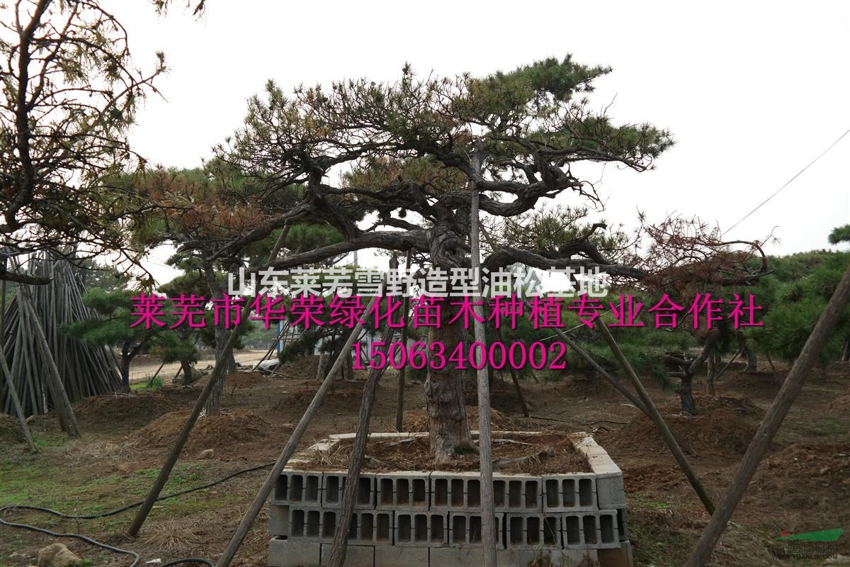 造型油松  景觀松  泰山迎客松