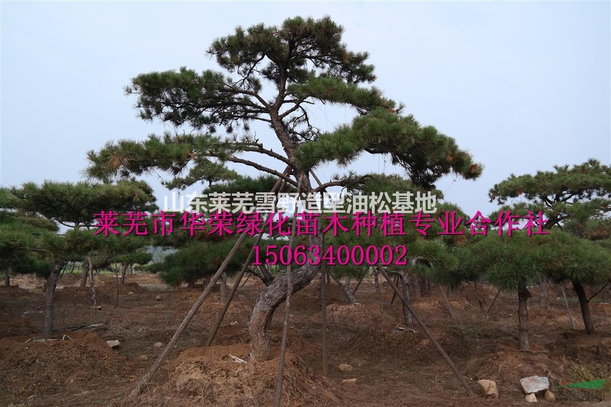 油松  造型油松  景觀松  泰山松