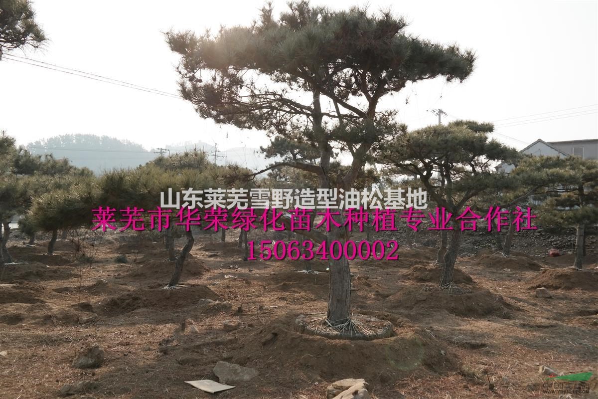 造型油松  景觀松 造型黑松