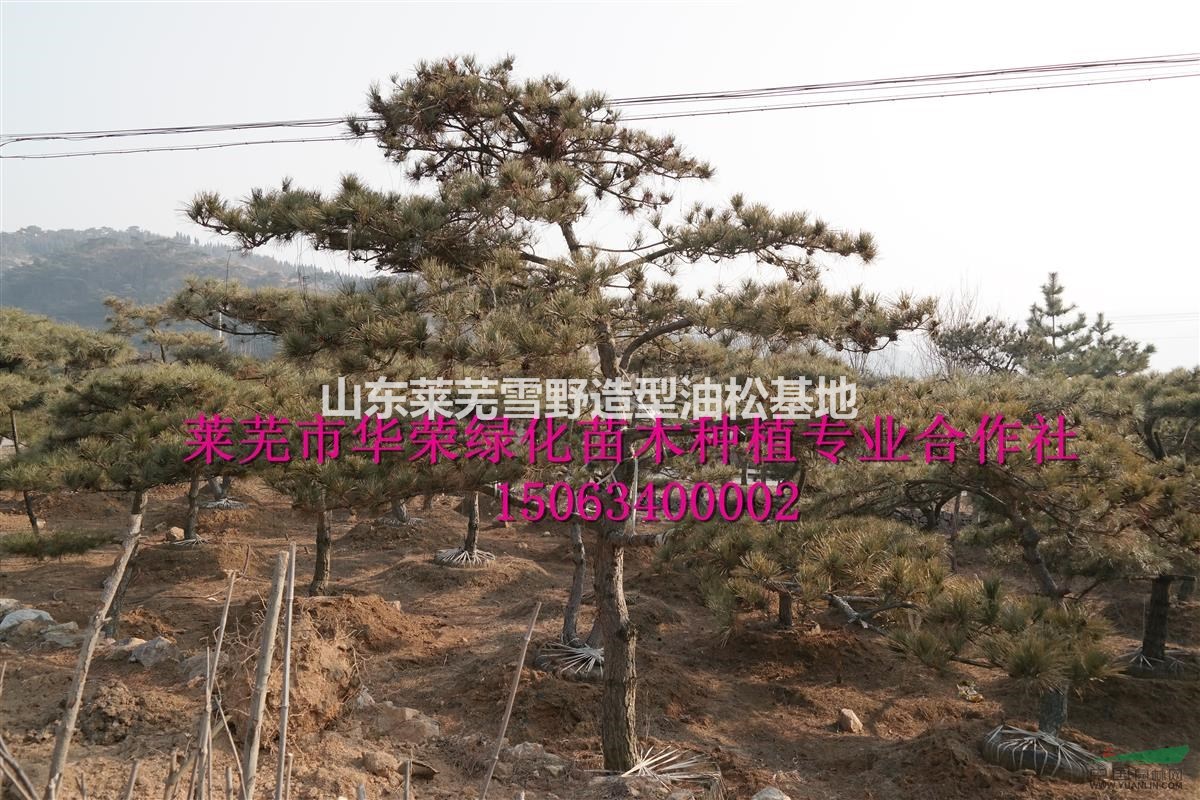 造型油松  造型黑松  景觀松  泰山迎客松