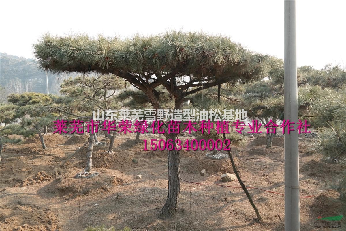 造型油松  造型黑松  景觀松  泰山迎客松