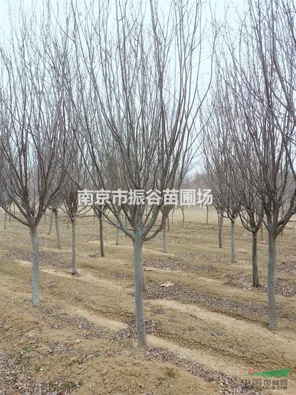 江蘇地區(qū)供應(yīng)8公分紫葉李