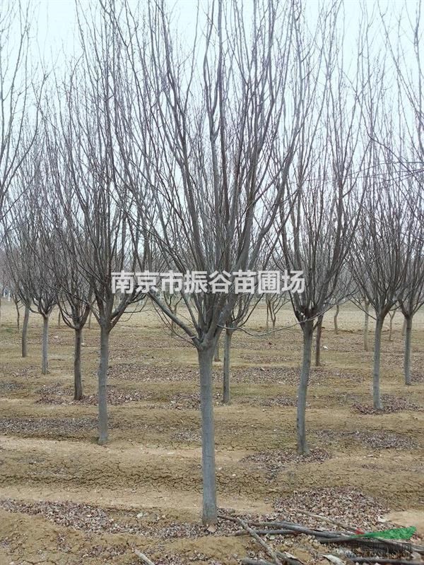 江蘇地區(qū)供應(yīng)8公分紫葉李