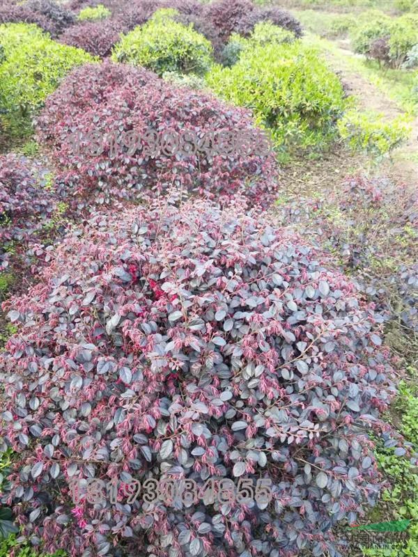 大量供應桂花、茶花、十大功勞、中竹、毛葉丁香、紅繼木等