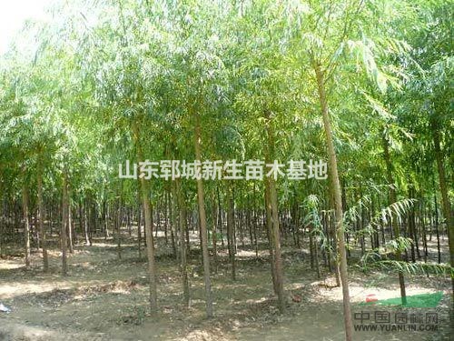 8公分垂柳價格 便宜