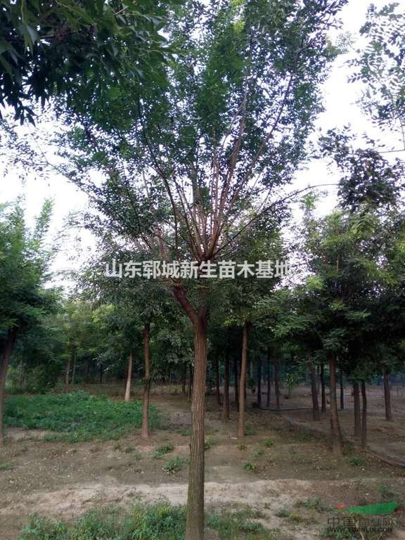 米徑15公分國槐價格