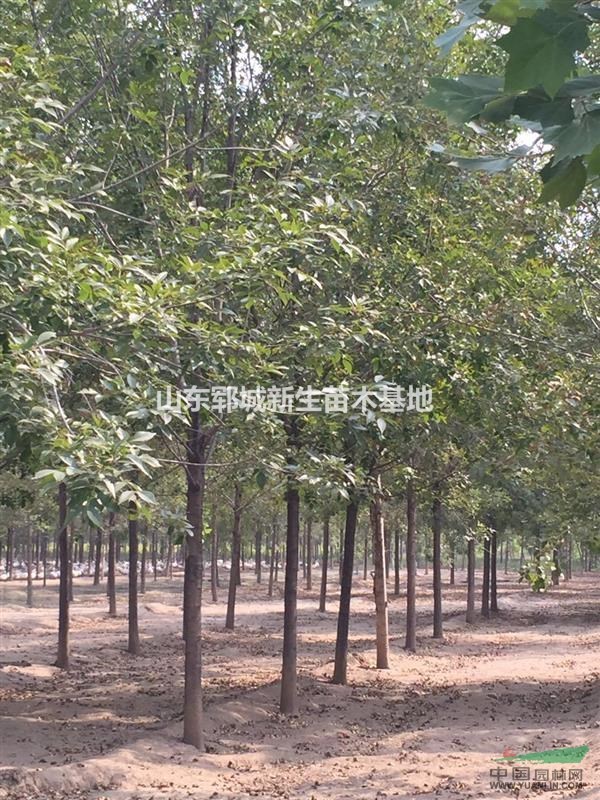 米經(jīng)8公分白蠟價(jià)格