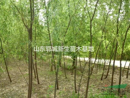 青垂 8公分垂柳價(jià)格  9公分垂柳價(jià)格