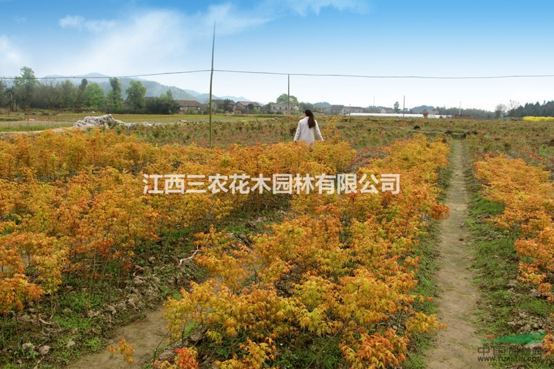 1公分日本紅楓 1公分日本紅楓價(jià)格 1公分日本紅楓批發(fā)價(jià) 