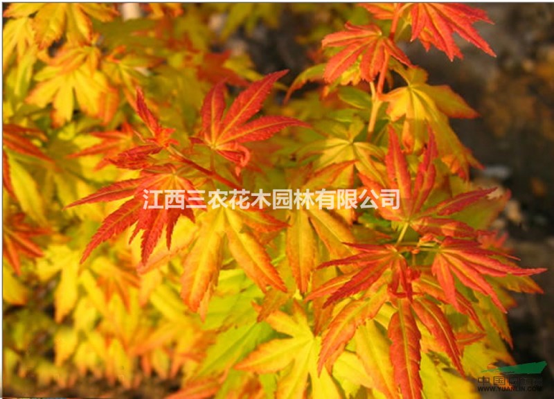 1公分日本紅楓 1公分日本紅楓價(jià)格 1公分日本紅楓批發(fā)價(jià) 