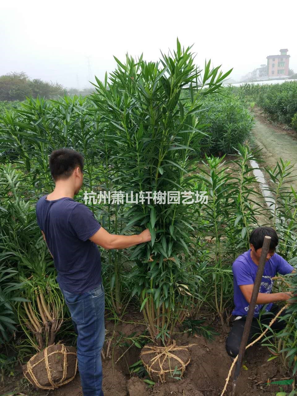 夾竹桃3-10叉